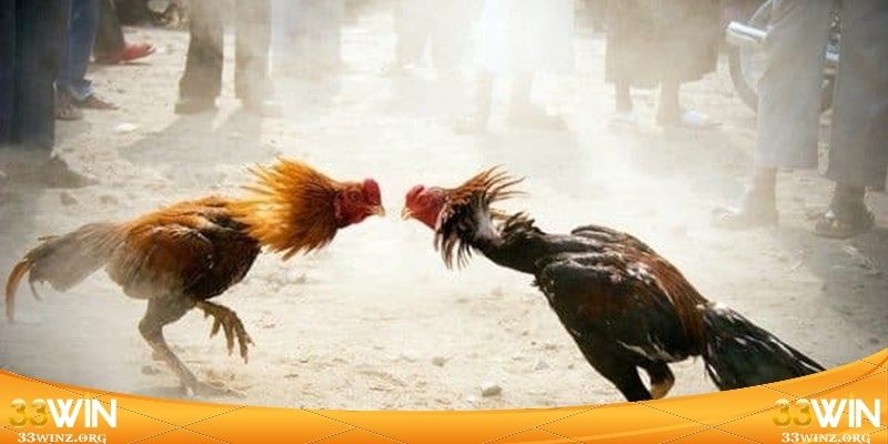 Đá Gà Trực Tiếp 24h - Khám Phá Đấu Trường Rực Lửa 2026 3 Bí quyết chiến thắng trong các trận chọi kê