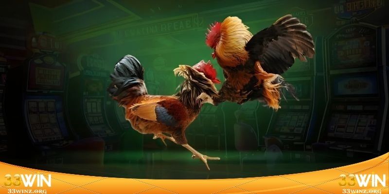 Bí quyết đọc vị chiến kê trên sới đấu