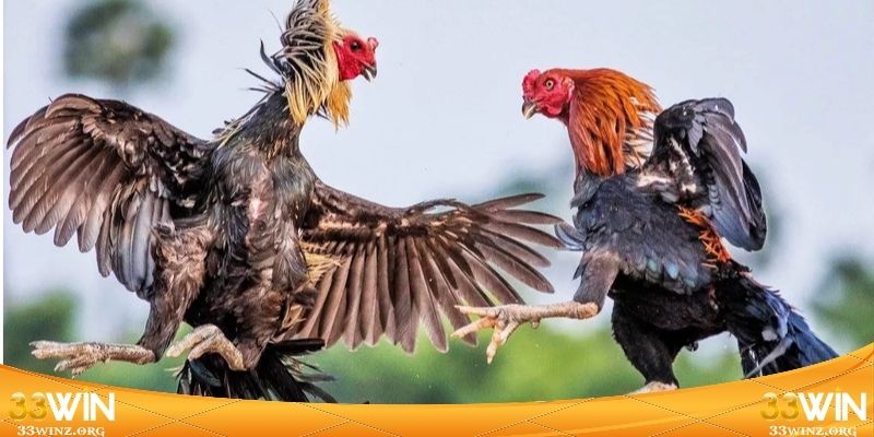 Đá Gà Trực Tiếp 24h - Khám Phá Đấu Trường Rực Lửa 2026 4 Tổng hợp các dòng chọi kê thịnh hành